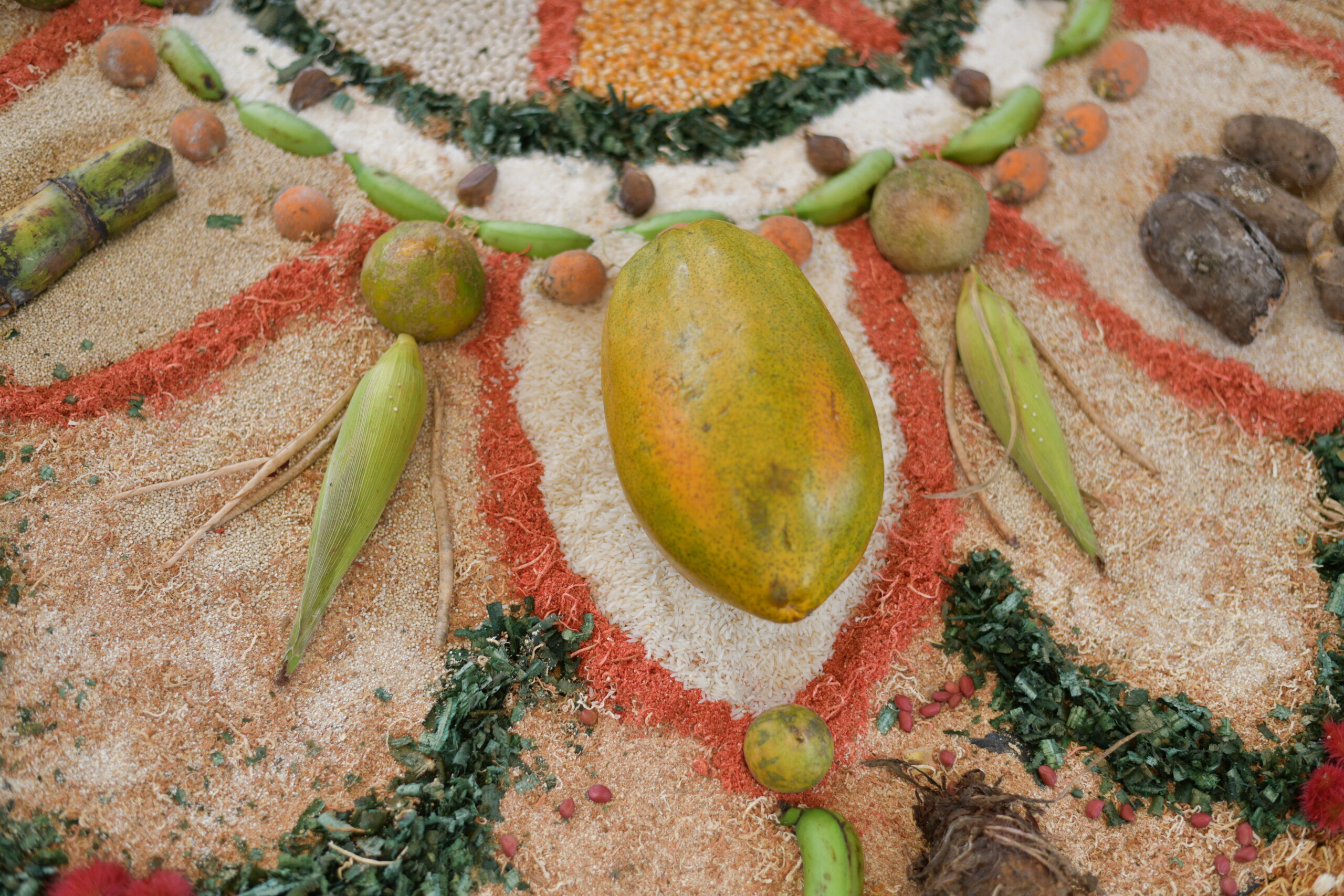 En Tumaco, las comunidades étnicas lideran jornadas históricas de erradicación voluntaria junto al Gobierno Nacional