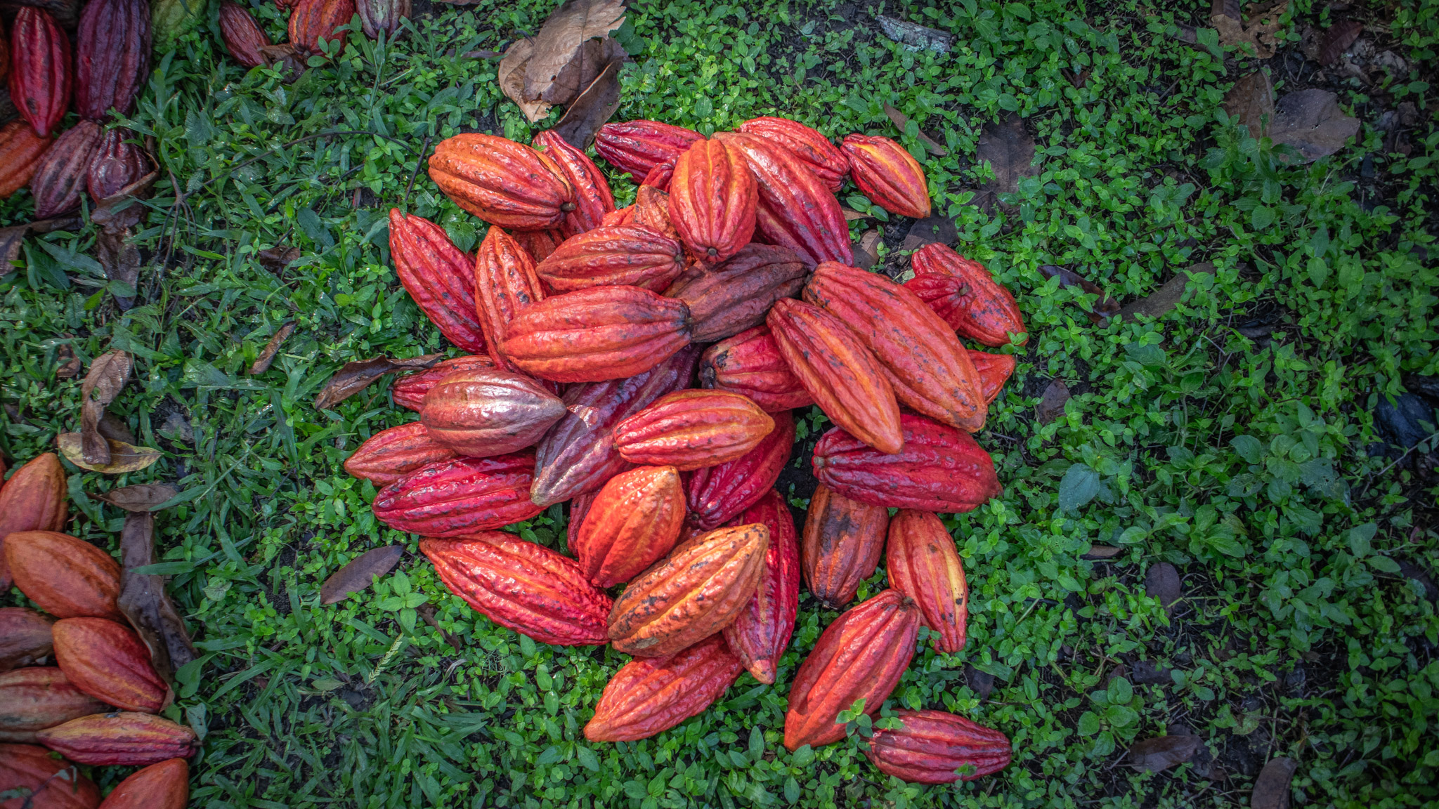 El cacao de la sustitución voluntaria llega a la feria más importante del mundo en Ámsterdam: